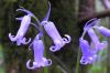 Hyacinthoides non-scripta