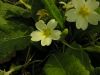 Primula vulgaris