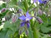 Borago officinalis