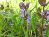 Glechoma hederacea