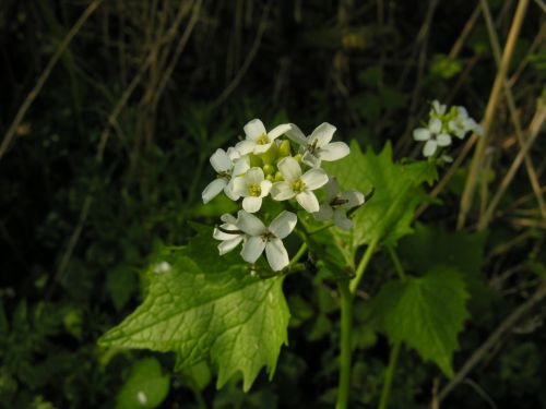 Fleurs