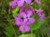 Lunaria biennis