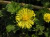 Tussilago farfara