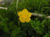 Ranunculus acris