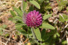 Trifolium alpestre