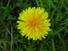 Taraxacum officinale