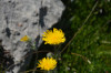 Hieracium piliferum