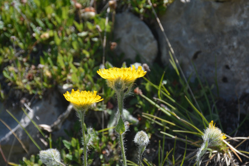 Fleurs