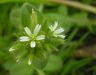 Cerastium glomeratum