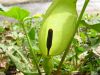 Arum maculatum