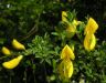 Cytisus scoparius