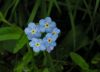 Myosotis sylvatica