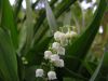 Convallaria majalis