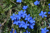 Gentiana orbicularis