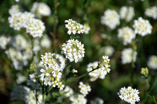 Fleurs