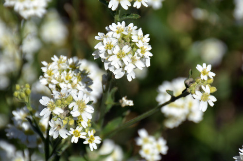 Fleurs