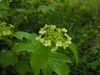 Viburnum opulus