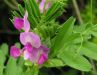 Vicia sepium