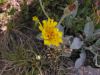 Hieracium tomentosum