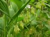 Polygonatum multiflorum