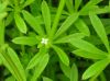 Galium aparine