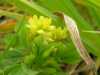 Trifolium campestre