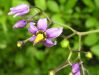 Solanum dulcamara