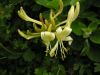 Lonicera periclymenum