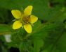 Geum urbanum