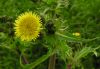 Sonchus oleraceus