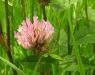 Trifolium pratense