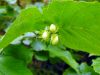 Corylus avellana