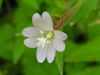 Epilobium montanum