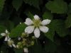 Rubus idaeus