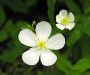 Ranunculus platanifolius