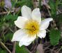 Dryas octopetala