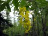 Laburnum alpinum