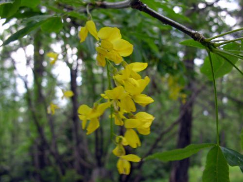 Fleurs