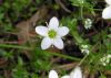 Minuartia laricifolia