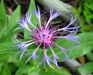 Centaurea montana