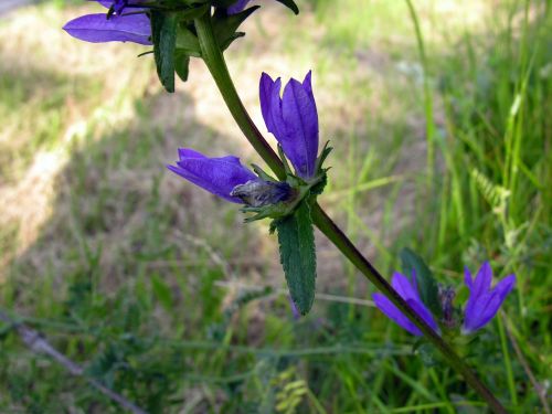 Fleurs