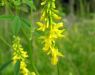 Melilotus officinalis