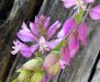 Polygala vulgaris