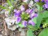 Prunella vulgaris