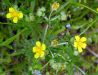 Potentilla argentea