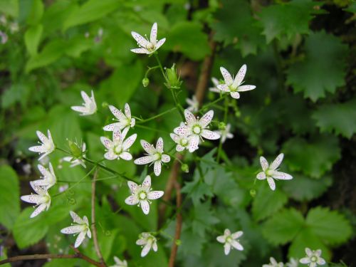 Fleurs