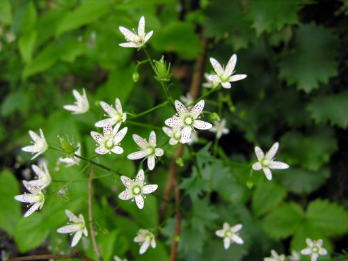 Fleurs