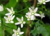 Saxifraga rotundifolia