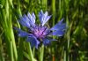 Centaurea cyanus