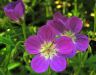 Geranium sylvaticum